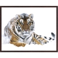 Постер "Тигр", 40 см х 50 см 50 см Артикул: WG 6818 инфо 5587o.